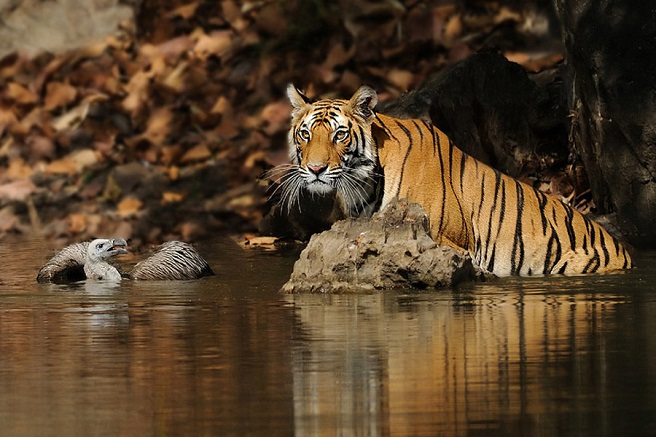 a tiger stands next to a vulture in a little pond